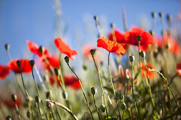 Image showing Corn Poppy Flowers Papaver rhoeas