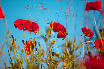 Image showing Corn Poppy Flowers Papaver rhoeas