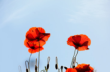 Image showing Corn Poppy Flowers Papaver rhoeas