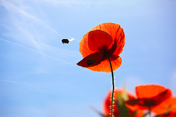 Image showing Corn Poppy Flowers Papaver rhoeas