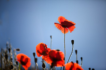 Image showing Corn Poppy Flowers Papaver rhoeas