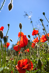 Image showing Corn Poppy Flowers Papaver rhoeas