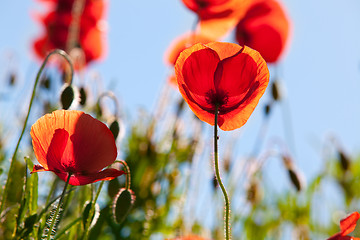 Image showing Corn Poppy Flowers Papaver rhoeas