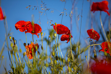 Image showing Corn Poppy Flowers Papaver rhoeas