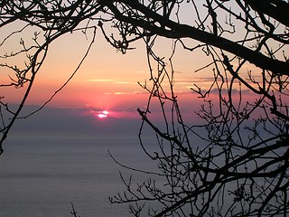 Image showing sunset through a tree