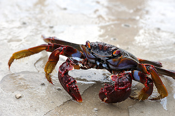 Image showing Close up of live crab