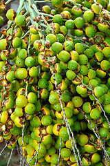 Image showing Palm tree fruit - Neodypsis – botanical garden Funchal, Madeira