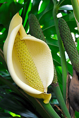 Image showing Close up of Philodendron flower