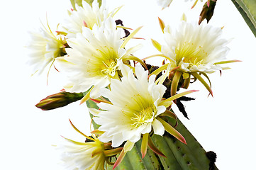 Image showing Close up of cactus flowers – Trichocereus scopulicolus