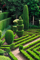 Image showing Decorative green park – Botanical garden Funchal, Madeira