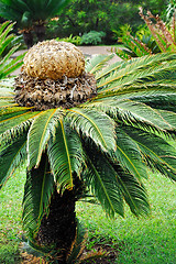 Image showing Cycas revoluta (sago cycad) – botanical garden Funchal, Madeira.