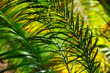 Image showing Palm tree leaves– Neodypsis - abstract background