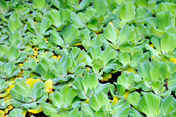 Image showing Pistia (Water cabbage) - detail