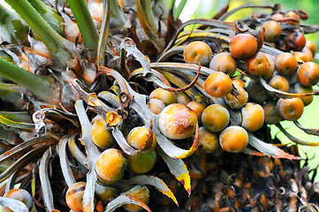 Image showing Close up of palm tree fruit - Cycas circinalis