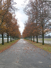 Image showing Autumn Road