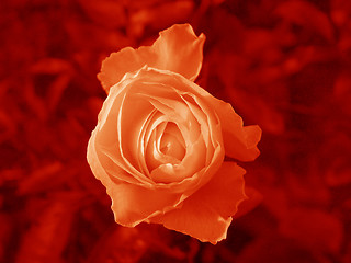 Image showing rose