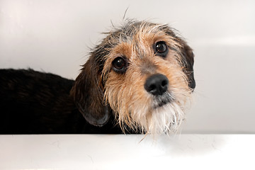 Image showing Dog In the Bath Tub