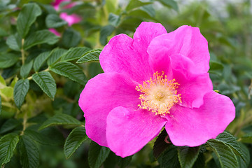 Image showing Rugosa Rose