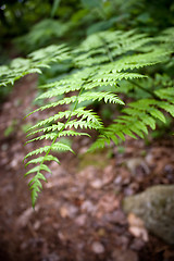 Image showing Forest Fern Leaves