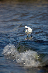 Image showing Snowy Egret Eating Fish