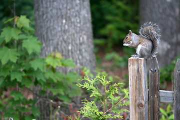 Image showing Grey Squirrel