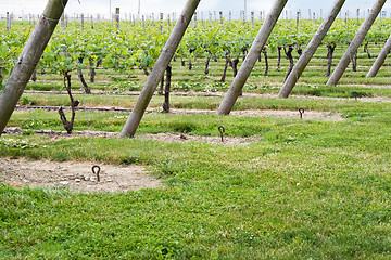 Image showing Wine Vineyard Rows