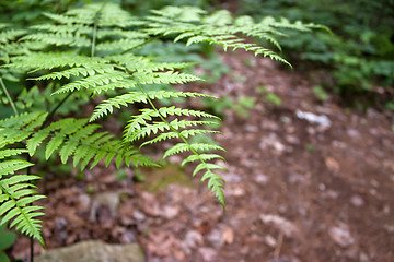 Image showing Forest Fern Leaves