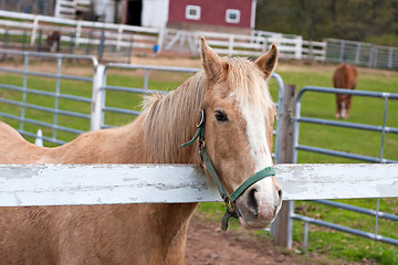 Image showing Brown Horse