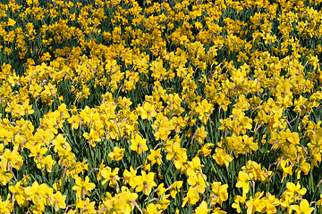 Image showing Field of Daffodils