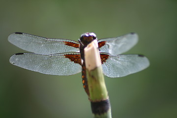 Image showing dragonfly