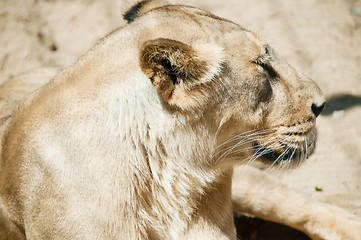 Image showing Lion