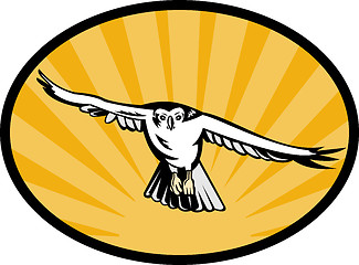 Image showing goshawk bird