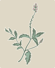 Image showing vervain or verbena flowering plant