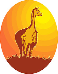 Image showing Vicuna standing with sun