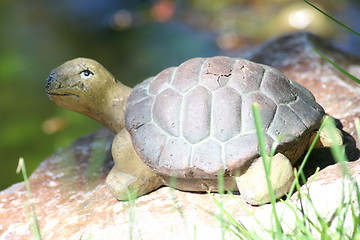 Image showing turtle