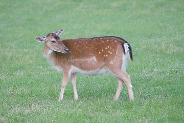 Image showing Fallow Deer