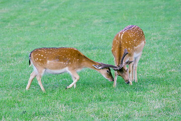 Image showing Fallow deer,