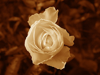 Image showing rose