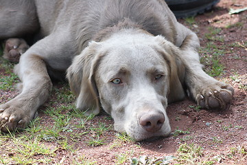 Image showing hunting dog