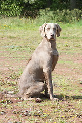 Image showing hunting dog