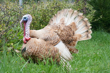 Image showing turkey