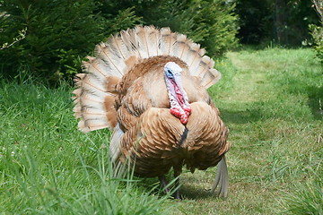 Image showing turkey