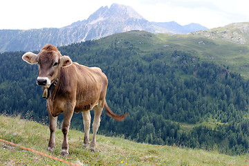 Image showing Glückliche Kühe