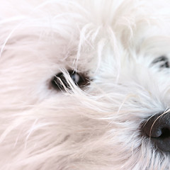 Image showing West highland terrier