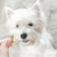 Image showing West highland white terrier