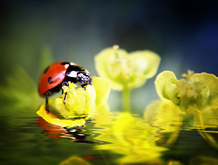 Image showing Ladybug on flowers