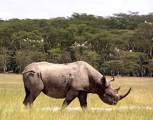 Image showing black rhino going for water