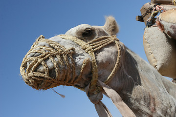 Image showing Dromedary