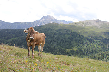 Image showing Glückliche Kühe