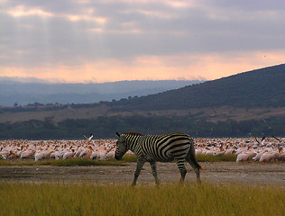 Image showing zebra among pelicans under a pink dawn